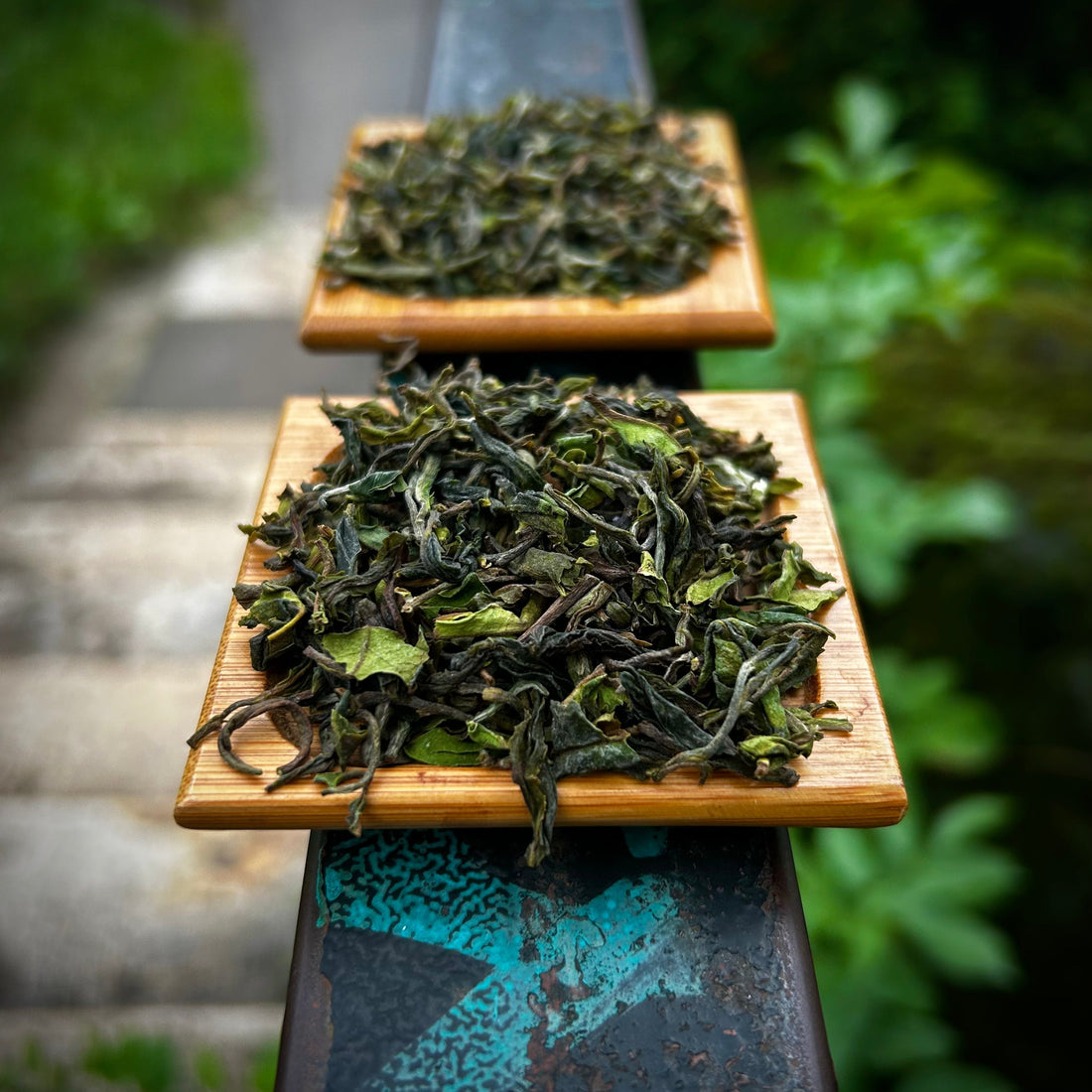 Friss darjeelingek: Mim és Giddapahar